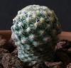 Pediocactus knowltonii