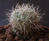 Thelocactus conothelos