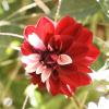 Dahlia