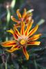 Gazania