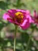 Zinnia