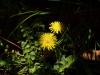 Karahindiba Çiçeği