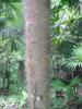 dikenli palmiye