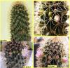 Mammillaria iek Gnl