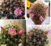 Mammillaria iek Gnl 2