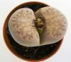 Lithops Julii