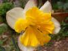 Split Corona-butterfly Narcissus-nergis