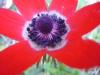 Anemone coronaria