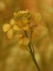 Arabidopsis Thaliana 01