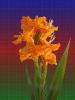 Gladiolus Theresa 07