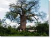 Baobab -Zambia/Africa