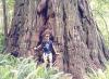 Redwood-Kaliforniya çamı