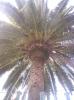 Yalanc Hurma - Phoenix canariensis