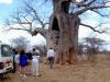 Baobab Evi