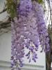 Mor Salkm (Wisteria)