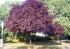 Prunus cerasifera pissardi nigra-Kırmızı Yapraklı Süs Eriği