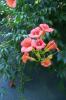 Acem Borusu -Campsis radicans