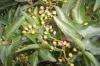 Menengi  (Pistacia terebinthus )