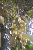 de ( Elaeagnus angustifolia )