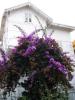 Begonvil (Bougainvillea spectablis)