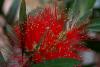 Fra als (callistemon Sp.)