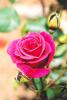 G�l / Rose / LCN