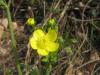 Dn iei, Ranunculus sp.