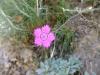 Dianthus Plumarius (yabani Karanfil)