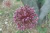 Allium Sp.