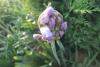 Agaphanthus  (afrika Zambağı)