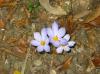 Crocus pulchellus