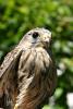 Kerkenez (Falco tinninculus)