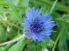 Centaurea Cyanus