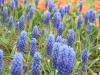 Muscari 2