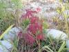 Acer Palmatum Atropurpureum