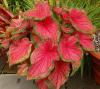 Caladium Bicolor - Heart Of Jesus