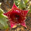 66103-huernia Zebrina