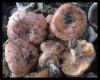 Delicious Lactarius