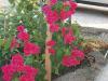 red,gelin duva,bougainvillea