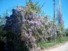 Mor salkm / Wisteria