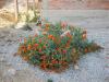 Glaucium sp. Papaveraceae Boynuzlu Gelincik