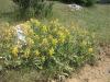 Phlomis sp. Lamiaceae