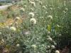 Scabiosa stellata