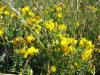 Coronilla emerus () ( Yavruaz)