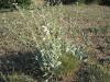 Salvia sp. Lamiaceae Adaay