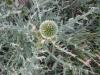 Echinops sp. (Compositae/Asteraceae) Kirpi ba, Mavi Dnya,