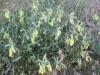 Onosma sp. Boraginaceae (Emzikotu)