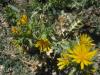 Scolymus hispanicus evketibostan (Compositae)