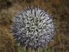 Echinops sp. (Compositae/Asteraceae) Kirpi ba, Mavi Dnya,