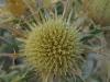 Carlina sp. (Compositae) BOA DKEN